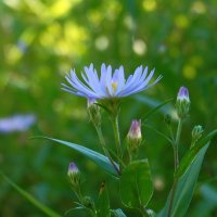 Летняя  красота :: Нэлли Обертынская