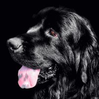 Черныш :: Игорь 