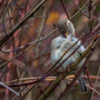 Чистюля. :: Анатолий. Chesnavik.