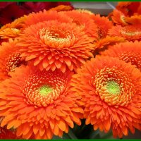 Гербера-цветок счастья и успеха :: Ольга Довженко