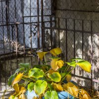 Каскад :: Коля Лукашов