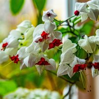 *** :: Дмитрий Лупандин *** :: Дмитрий Лупандин