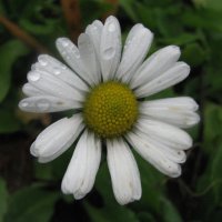 Ноябрьская красотка :: Людмила Смородинская Ноябрьская красотка :: Людмила Смородинская