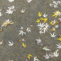 Созвездие Ноябрь :: Валерий Иванович