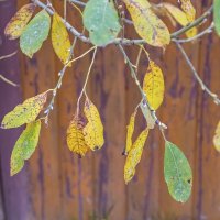 Теплый ноябрь :: Валерий Иванович