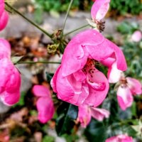 Шиповник :: Veera V Шиповник :: Veera V