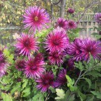 Наши хризантемы :: Наталья 