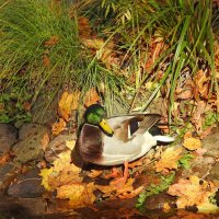 осень :: ИННА ПОРОХОВА