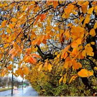 Краски ноября. :: Лия ☼