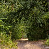 Свет в конце зелёного тоннеля :: Светлана Ищенко