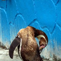 Пингвин. :: nadyasilyuk Вознюк