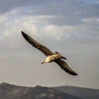 Чайка, горы, облака ;-) :: Алексей Пышненко