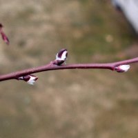 Ноябрь,ты ли это? :: светлана льдокова