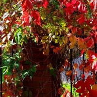 Девичий виноград :: светлана льдокова