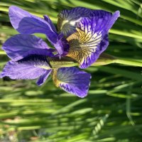 Ирис :: Ольга Савельева 