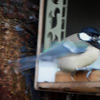 Птичка синичка :: Тамара Вебер