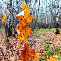 Зацепились. :: Василий Палий