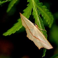 опять про бабочек...3 :: Александр Прокудин