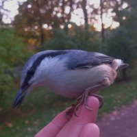 Поползень :: Сапсан Поползень :: Сапсан