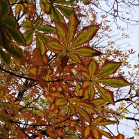 Узоры на деревьях! :: Надежда 