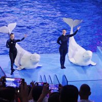 Дельфинарий :: Лидия Бусурина