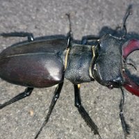 Олень :: Андрей Л. В.