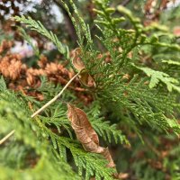 ***не долетевший*** :: Olga Oskolkova ***не долетевший*** :: Olga Oskolkova