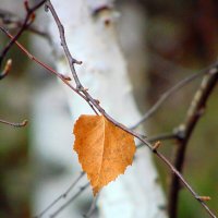 Последний лист осенний. :: nadyasilyuk Вознюк