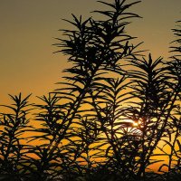 Трава на закате :: Владимир Кириченко Трава на закате :: Владимир Кириченко