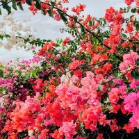 Цветение... :: Георгиевич 