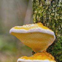 трутовик берёзовый :: Виталий Емельянов