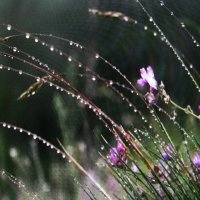 В капельках :: Людмила Смородинская