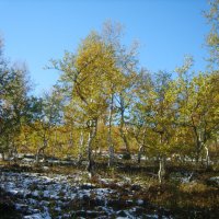 Осенние танцы берёз :: Галина Ильясова