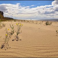 Осенние цветы :: **** vedin