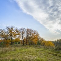 Дубрава на берегу реки :: Сергей Цветков Дубрава на берегу реки :: Сергей Цветков