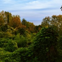 Сочи в ноябре :: Сергей Алексеевич Митянин