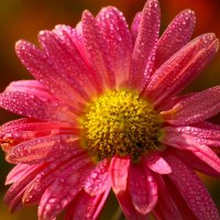 Утро хризантемы :: Юрий. Шмаков