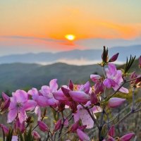 Природа Владивостока :: Елена Семигина