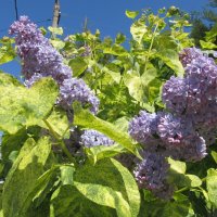 был апрель :: Елена Шаламова