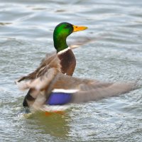 Танцы на воде ... :: Константин Анисимов