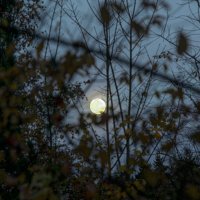 Полнолуние. :: Lucy Schneider 