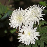 Ноябрь улыбается и дарит солнечные дни :: Татьяна Смоляниченко