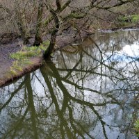 Отражение :: Светлана 