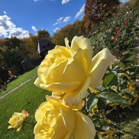 Розы октября :: Nina Streapan Розы октября :: Nina Streapan