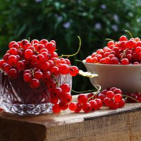 Красная  смородина - кладезь  витаминов . :: Нэлли Обертынская