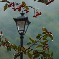 Осенний дождь :: Наталья Rosenwasser