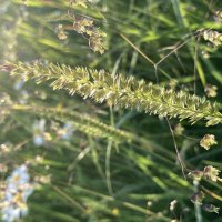 Луг :: Ольга Савельева 