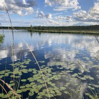 Лесное озеро :: Ольга Савельева 