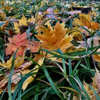 Яркий ковролин) :: Любовь 