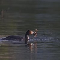 Завтрак есть! :: Александр Шмидт
